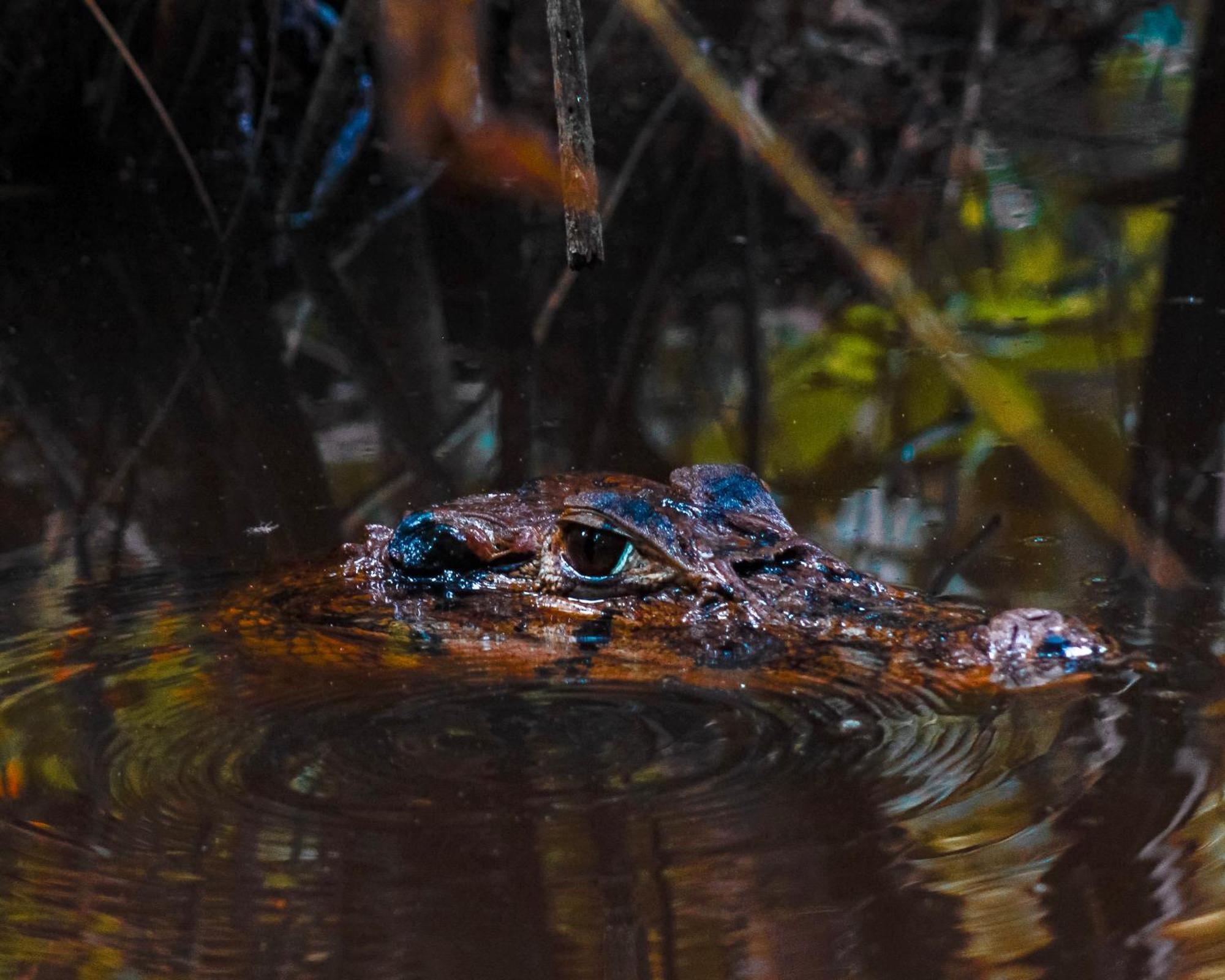 Corto Maltes Amazonia Lodge Puerto Maldonado Dış mekan fotoğraf