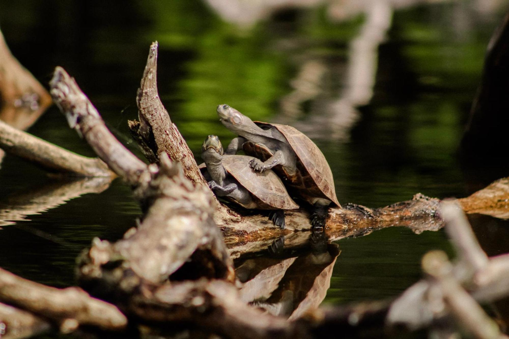 Corto Maltes Amazonia Lodge Puerto Maldonado Dış mekan fotoğraf